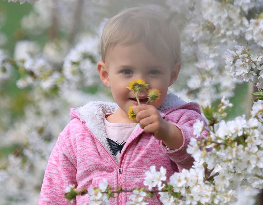 Kirschblüte im Kirschgut Schmidt Kirschblüte im Kirschgut Schmidt